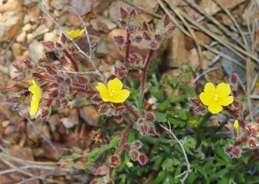 Crocanthemum greenei (B. L. Rob.) Sorrie resmi