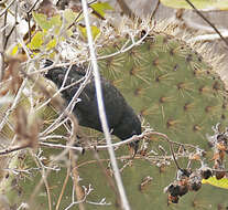 Image of Common Cactus Finch