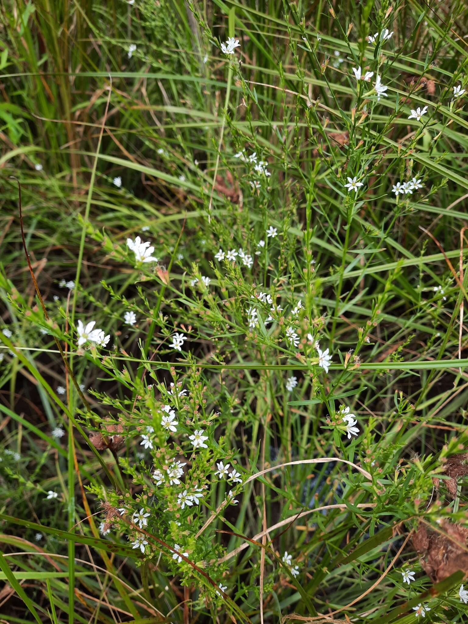 Image of Wand loosestrife