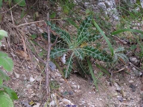 Sivun Ptilostemon hispanicus (Lam.) W. Greuter kuva