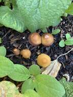 Image of Conocybe aurea (Jul. Schäff.) Hongo 1963