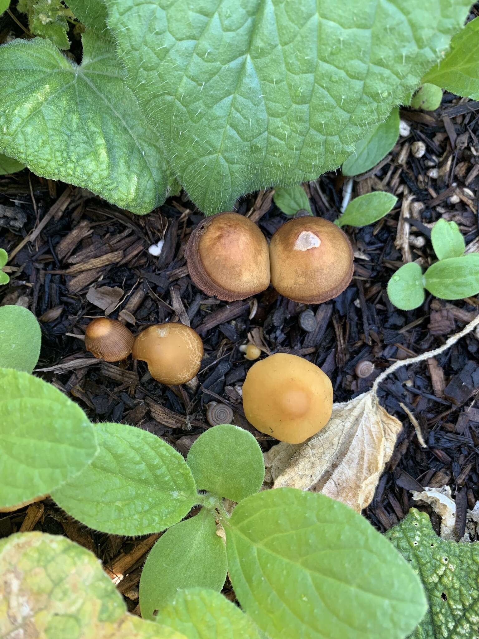 Image of Conocybe aurea (Jul. Schäff.) Hongo 1963