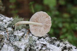 Image of Pluteus leucoborealis Justo, E. F. Malysheva, Bulyonk. & Minnis 2014