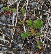 Imagem de Potentilla stolonifera Lehm. ex Ledeb.