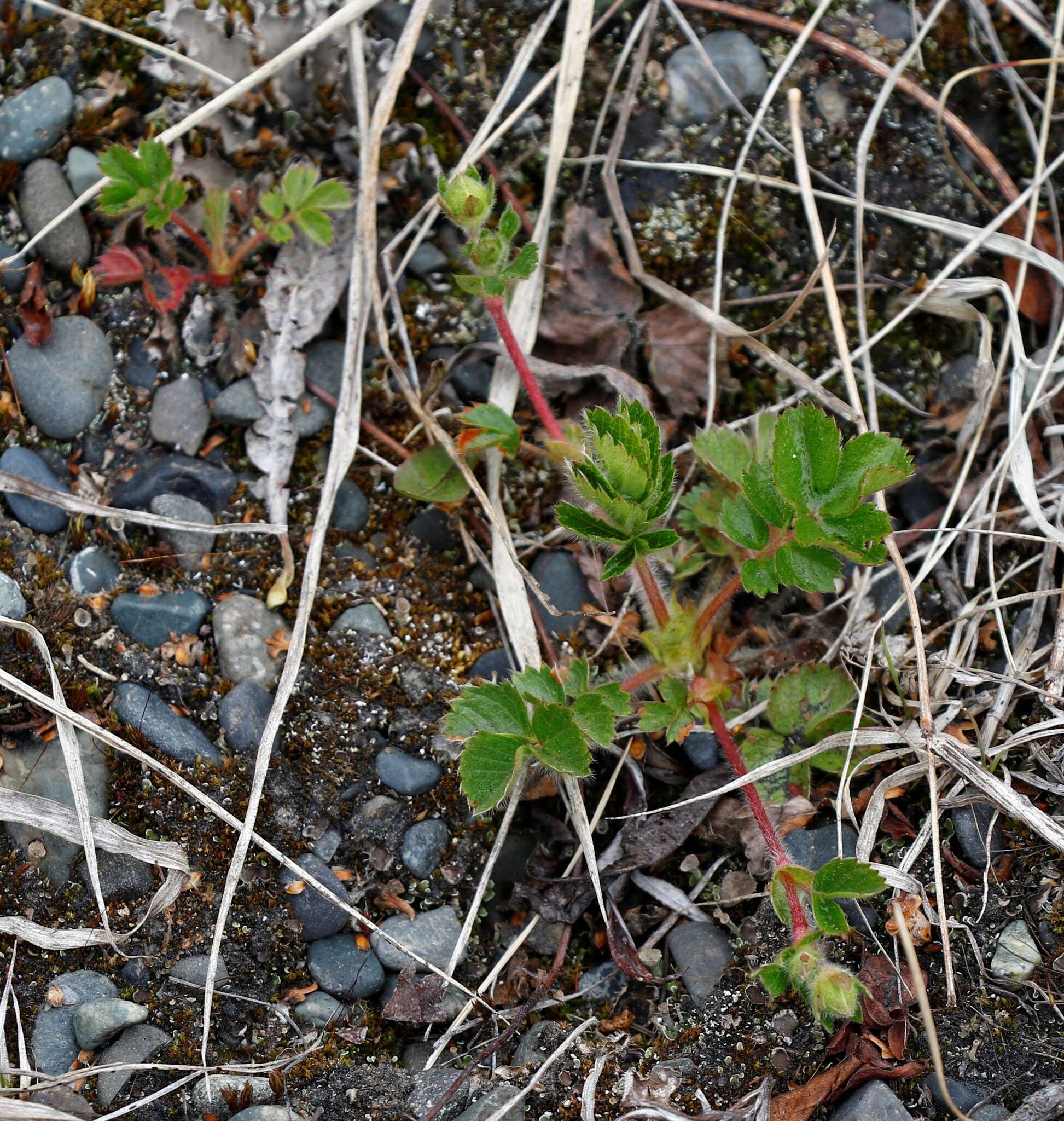 Imagem de Potentilla stolonifera Lehm. ex Ledeb.