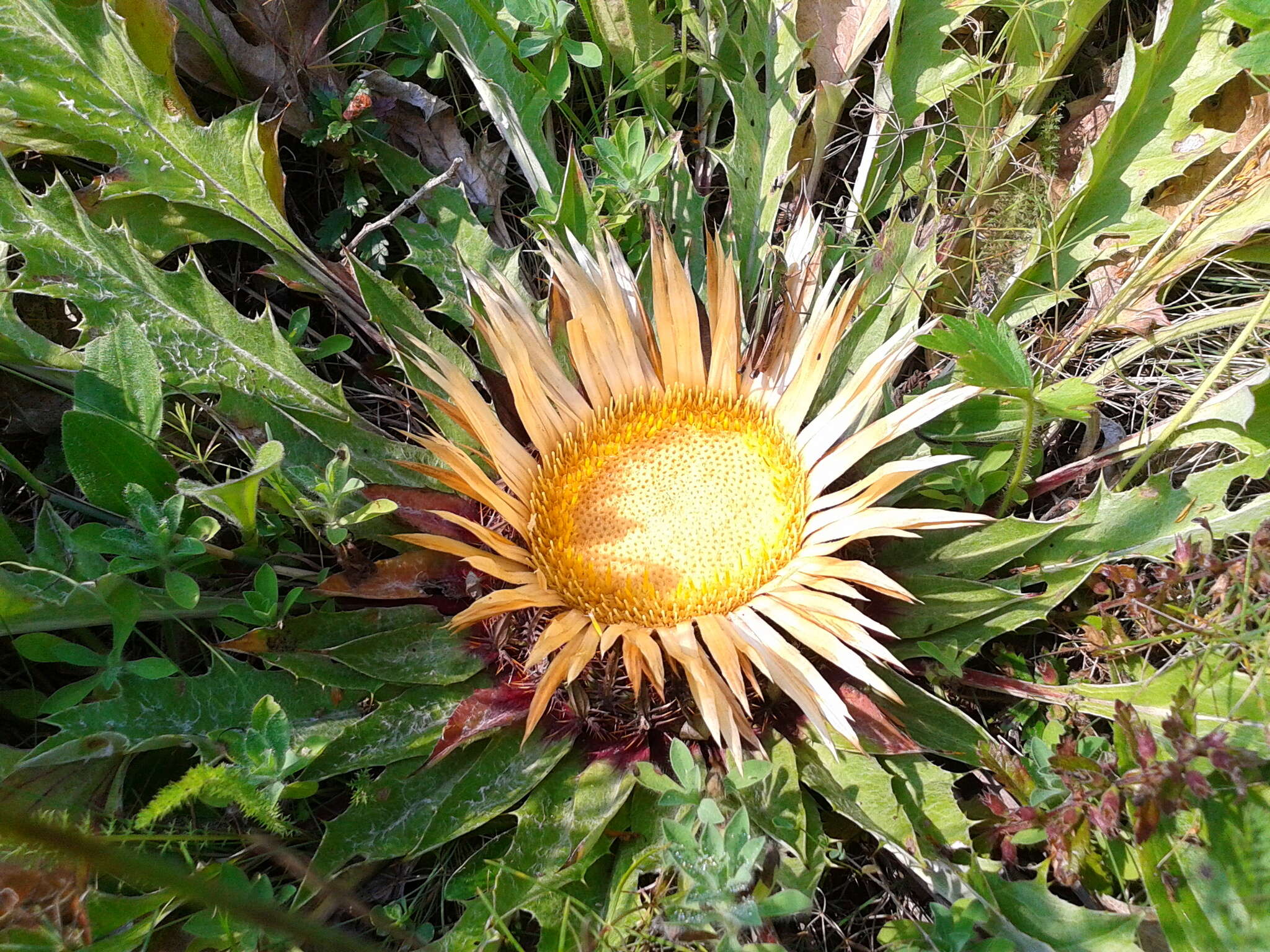 Image of Carlina acanthifolia subsp. utzka (Hacq.) H. Meusel & A. Kästner