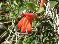 Image of Arizona water-willow