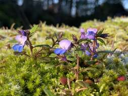 Sivun Collinsia grandiflora Dougl. ex Lindl. kuva