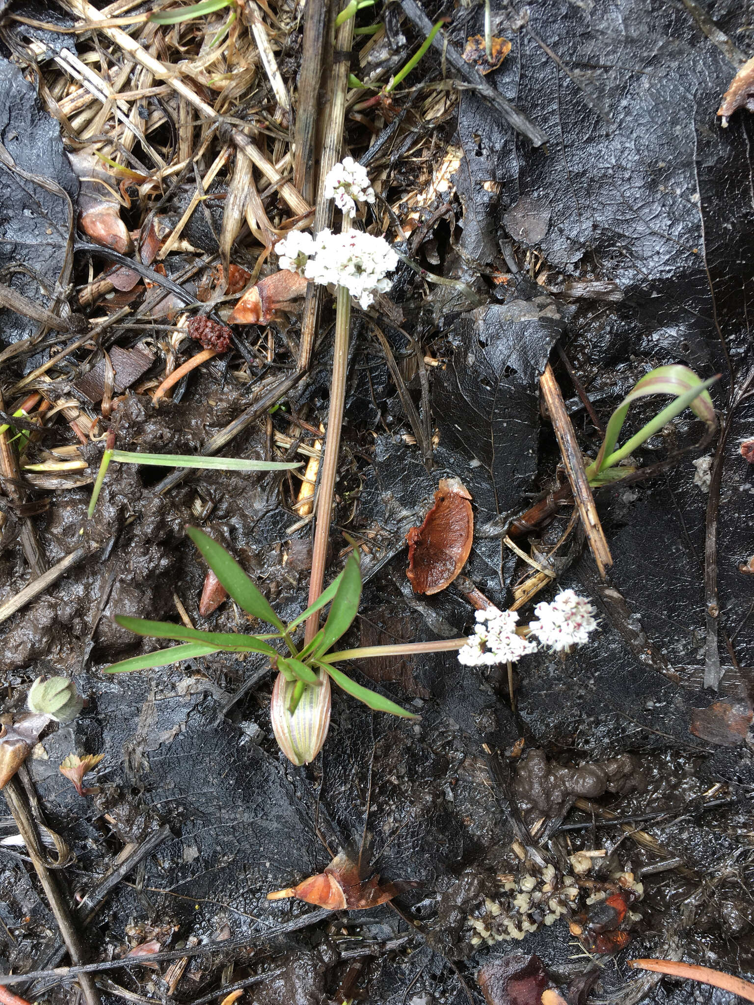 Image of Great Basin Indian potato