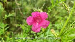 Image of Incarvillea sinensis Lam.