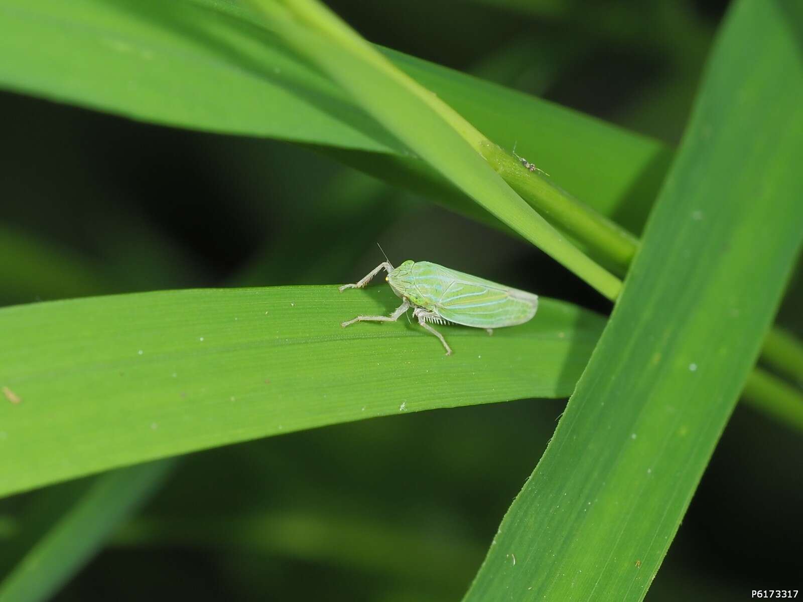 Imagem de Draeculacephala mollipes (Say 1830)