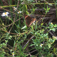 Image of <i>Junonia zonalis</i>