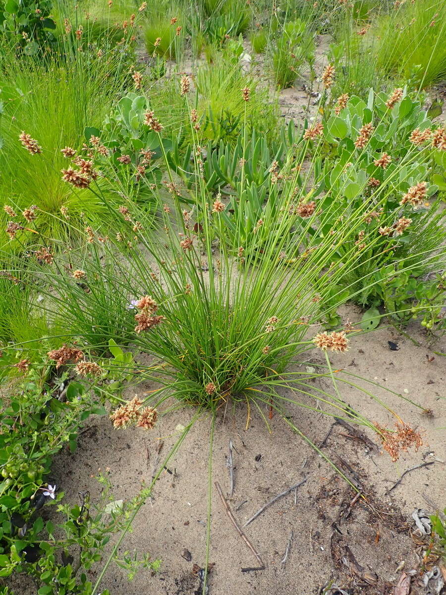 Image of Ficinia bulbosa (L.) Nees