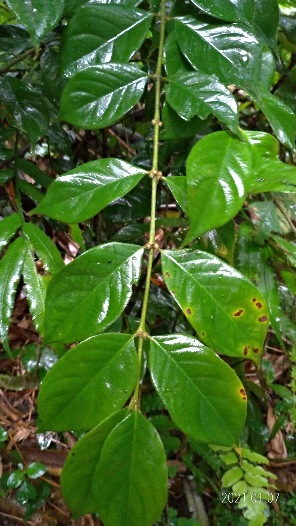 Image of Lasianthus hispidulus (Drake) Pit.