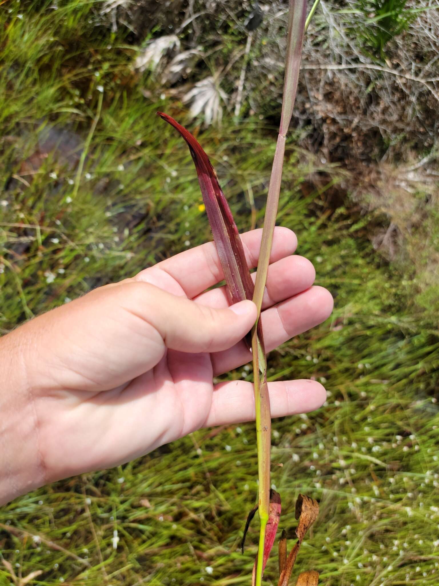 Image of Big Carpet Grass