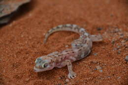 Image of Namib Desert Gecko