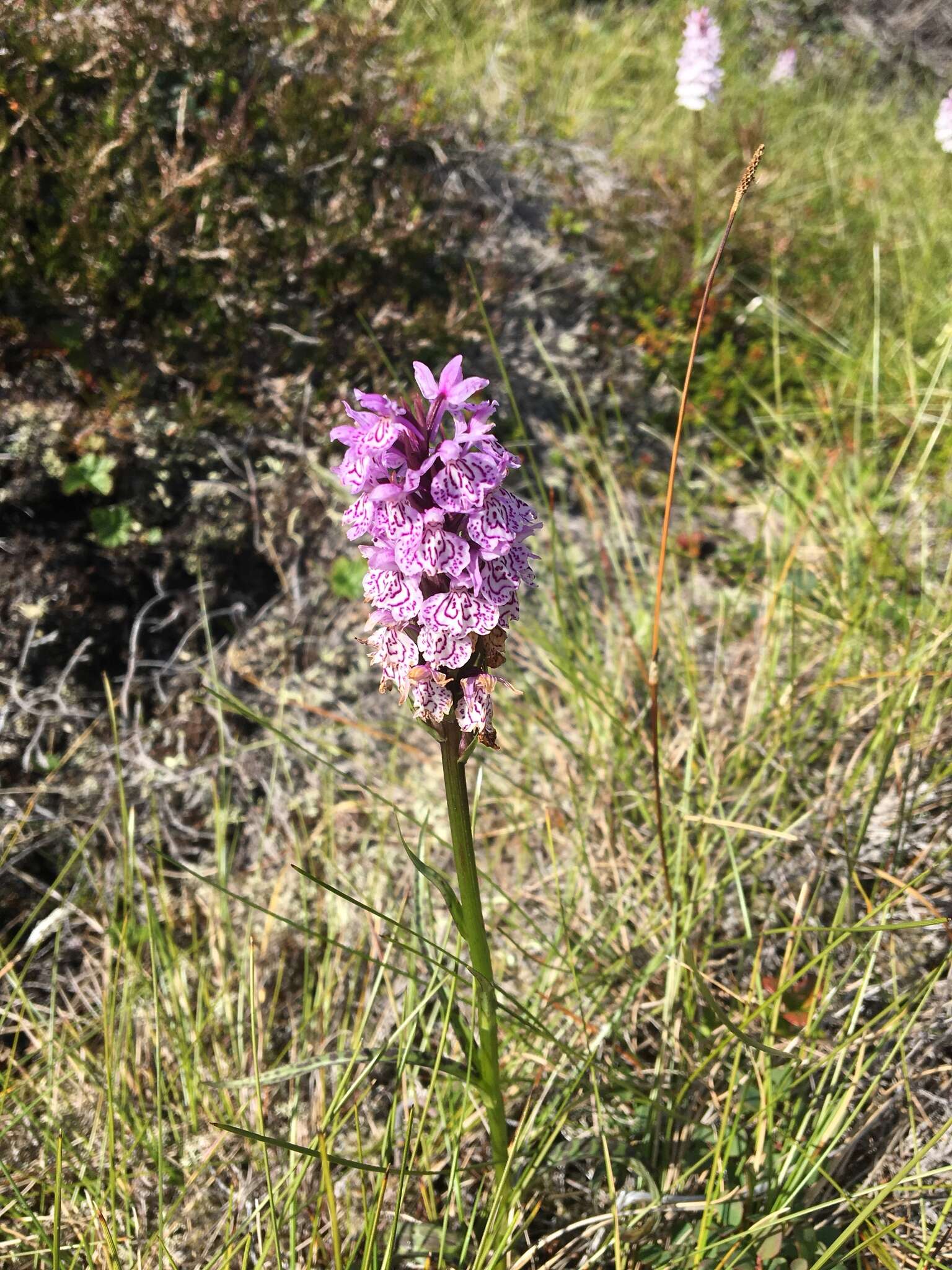 Image of Heath spotted orchid