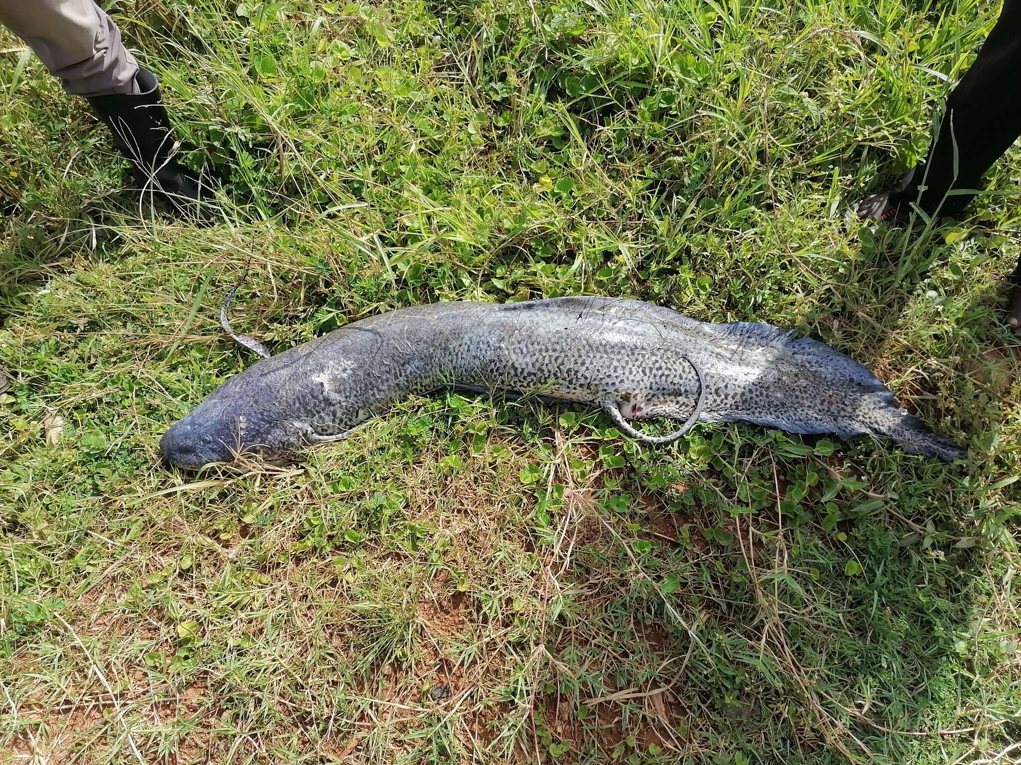 Image of African lungfishes