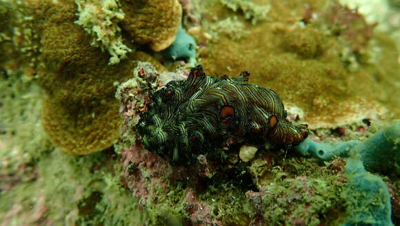 Image of Elegant flatworm