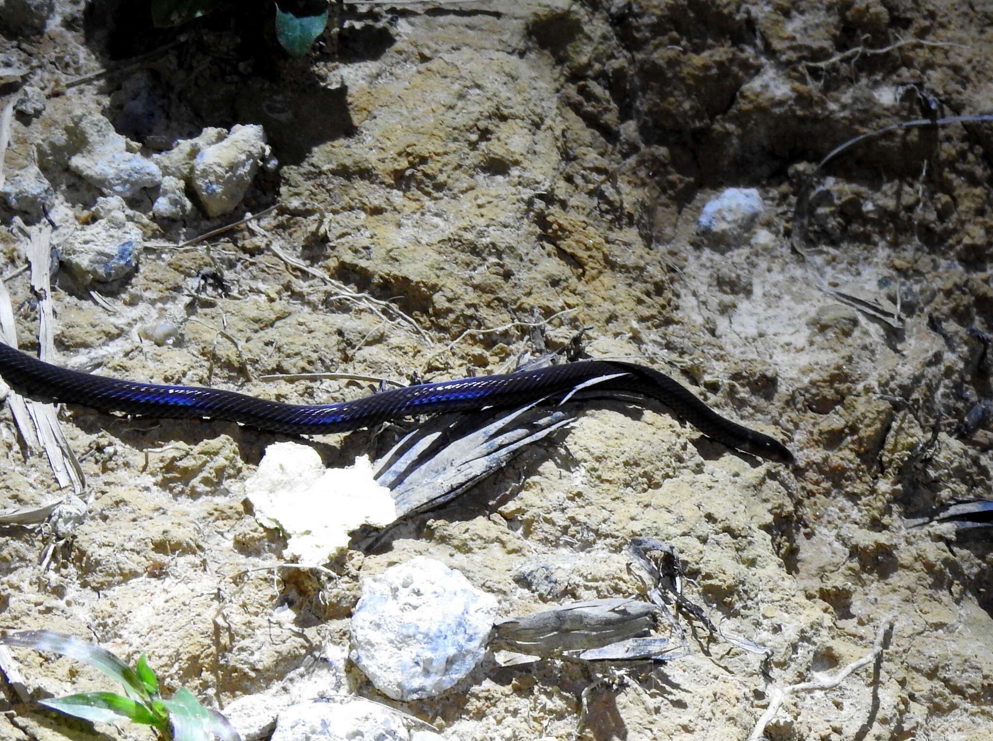 Image of Cantor's Dwarf Reed Snake