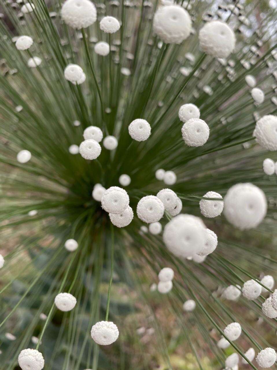 Image of Paepalanthus chiquitensis Herzog