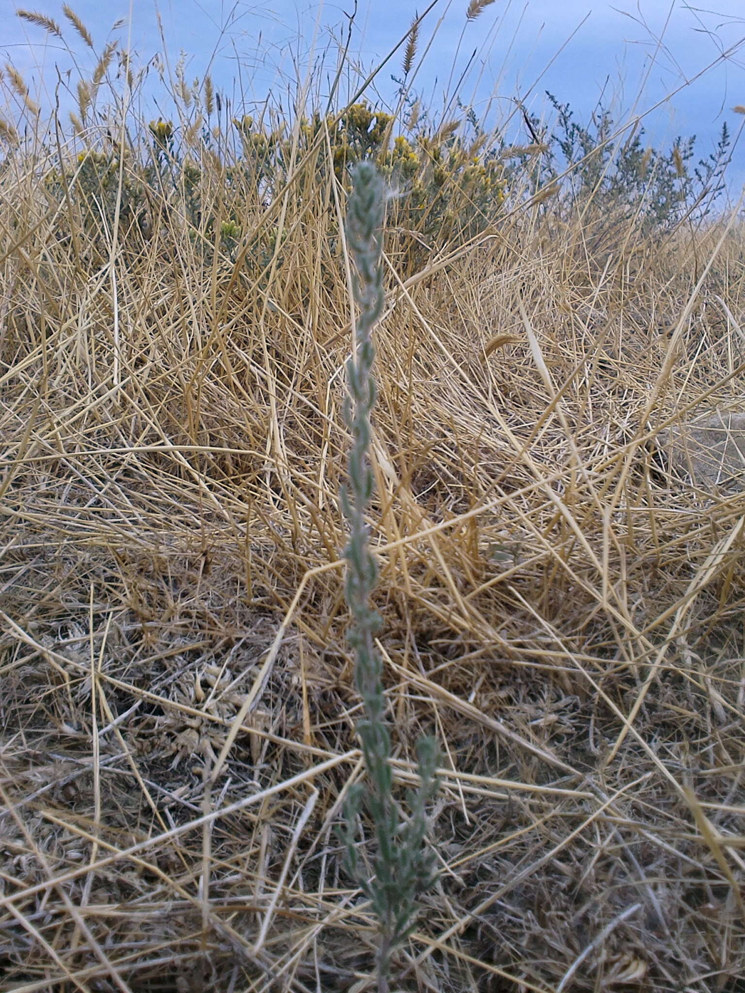 Image of Sedobassia sedoides (Pall.) Freitag & G. Kadereit