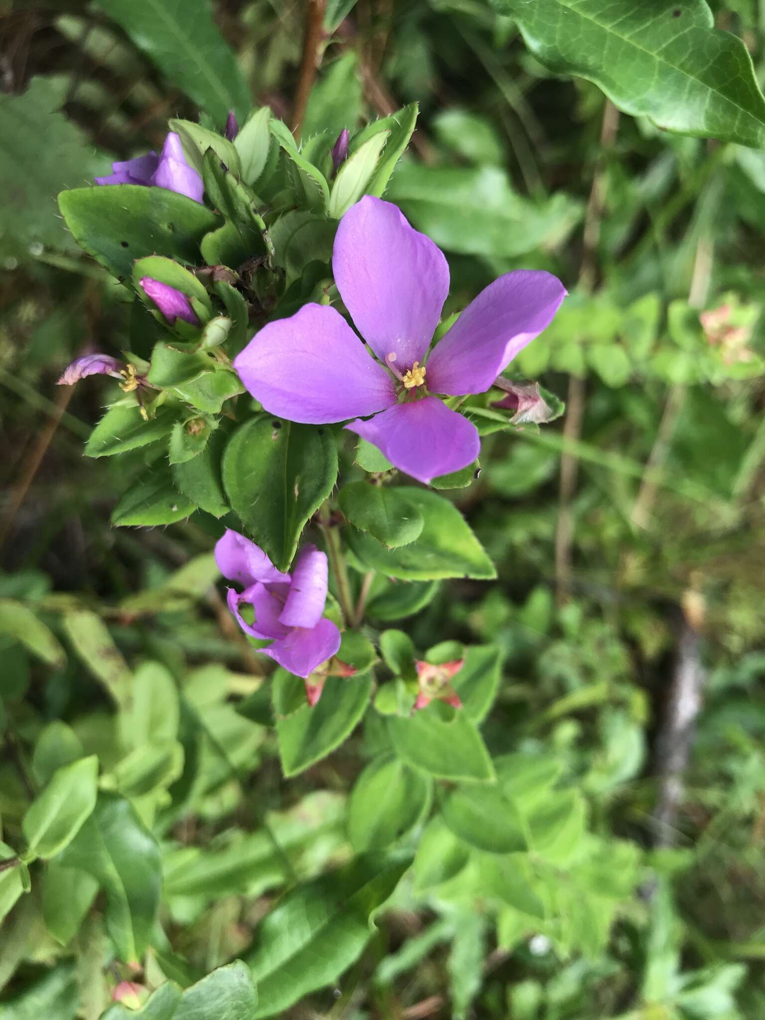 Imagem de Rhexia petiolata Walt.