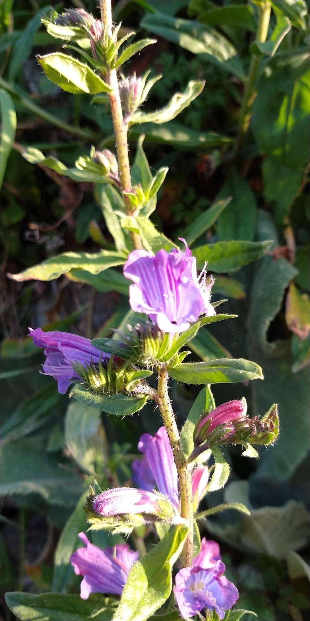 Plancia ëd Echium rosulatum subsp. rosulatum