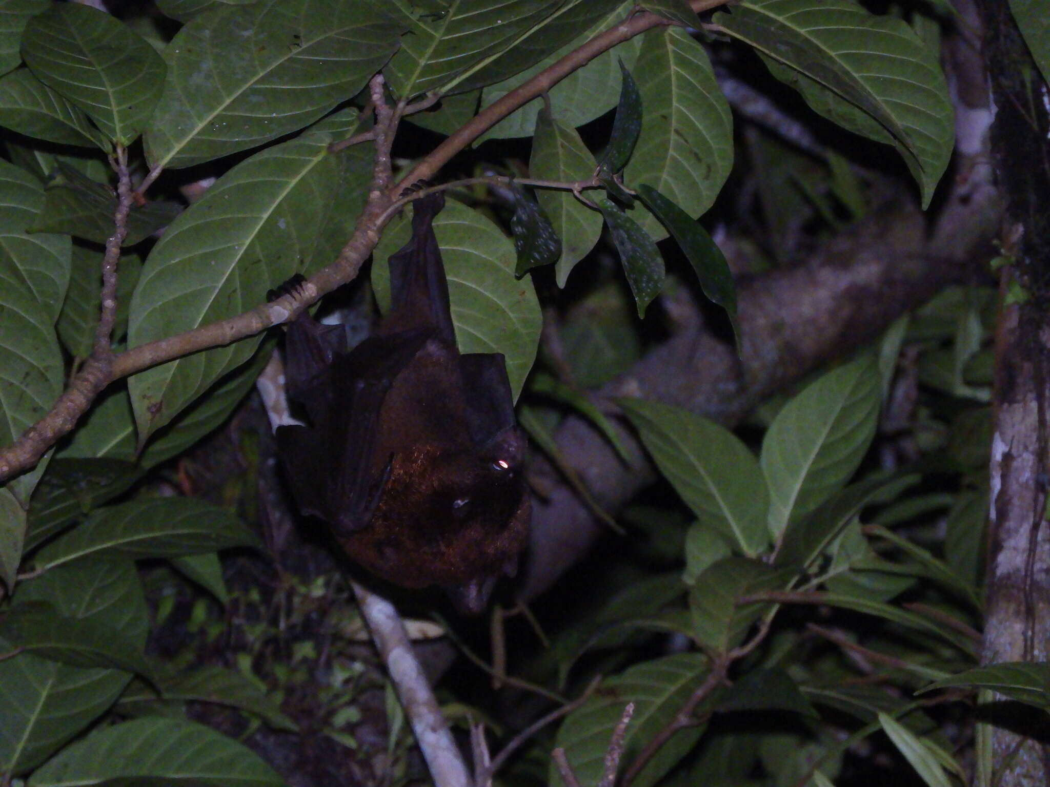 Image of Admiralty Flying Fox