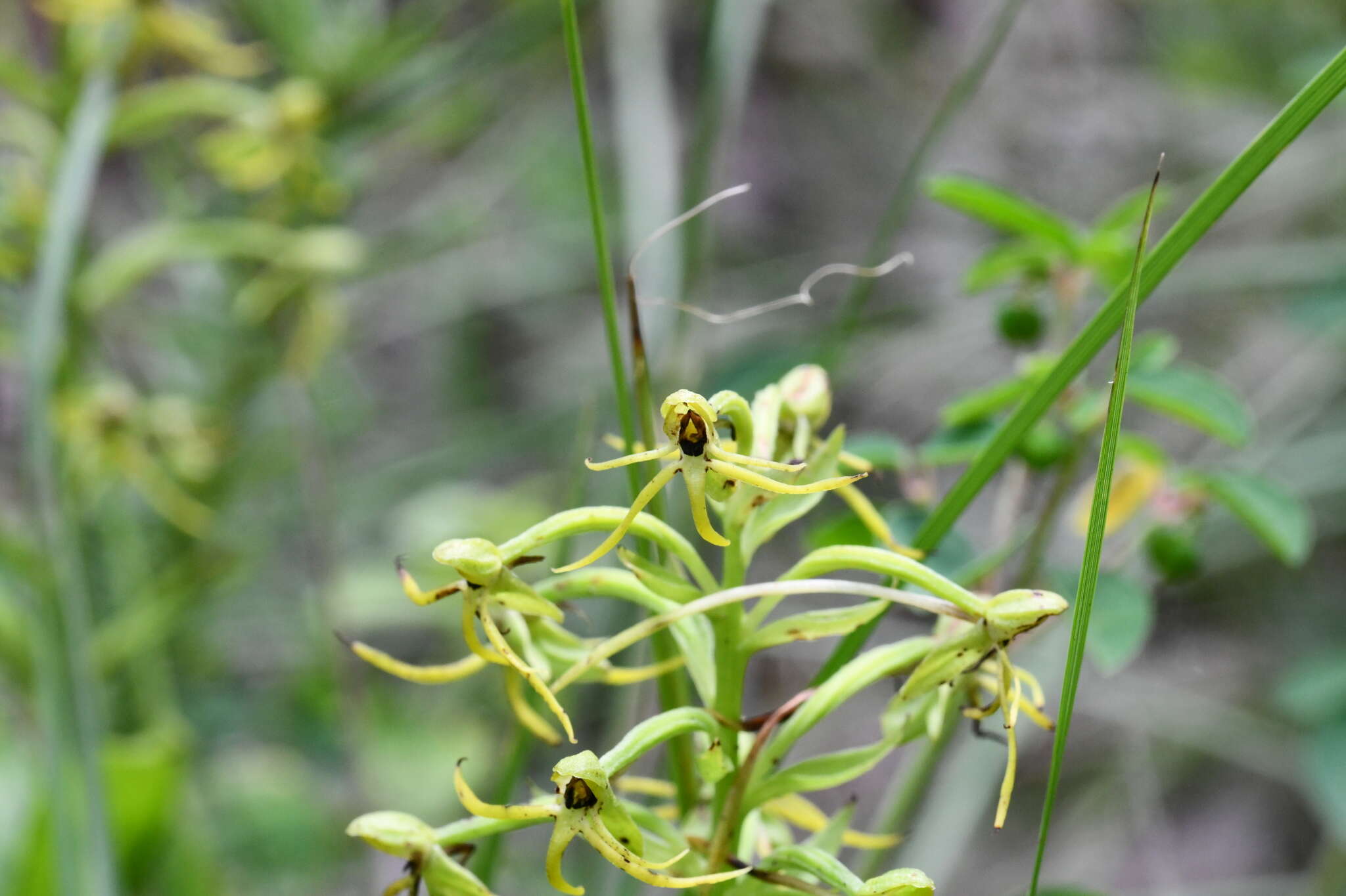 Habenaria novemfida Lindl. resmi