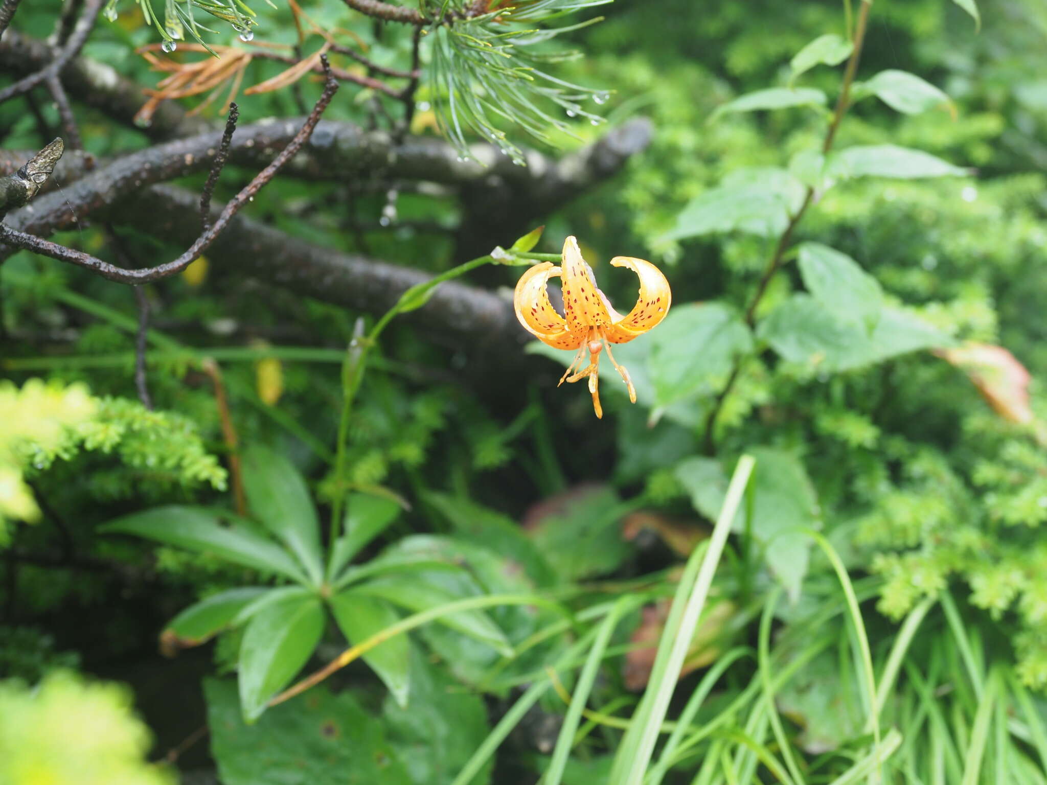 Image of Lilium medeoloides A. Gray