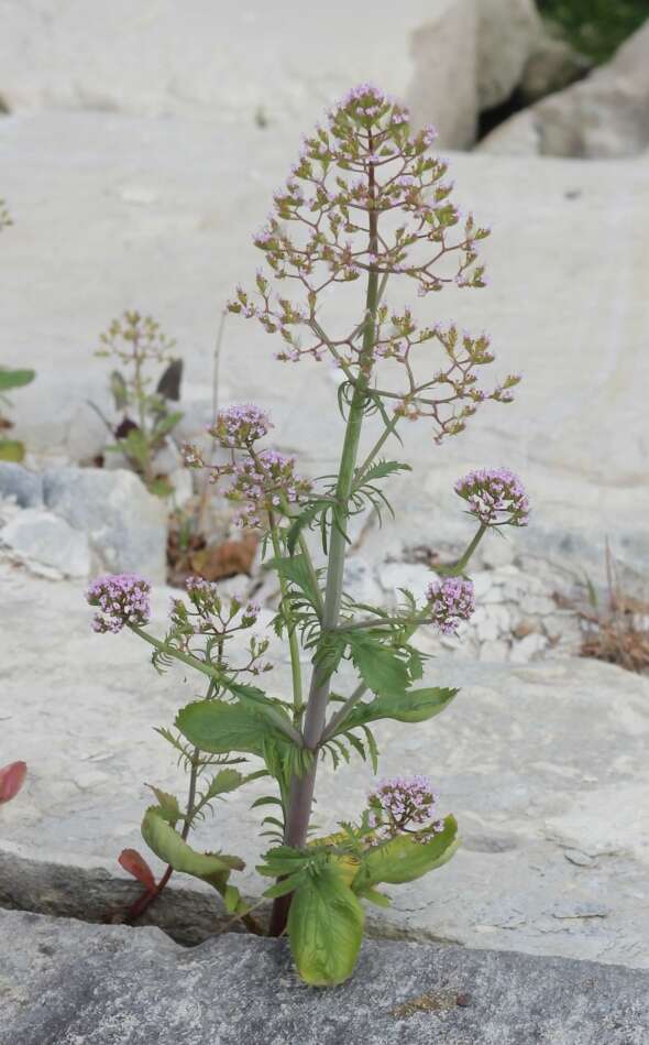 Image of Centranthus calcitrapae (L.) Dufr.