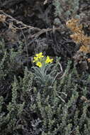 Image of Erysimum flavum subsp. altaicum (C. A. Mey.) Polozhij