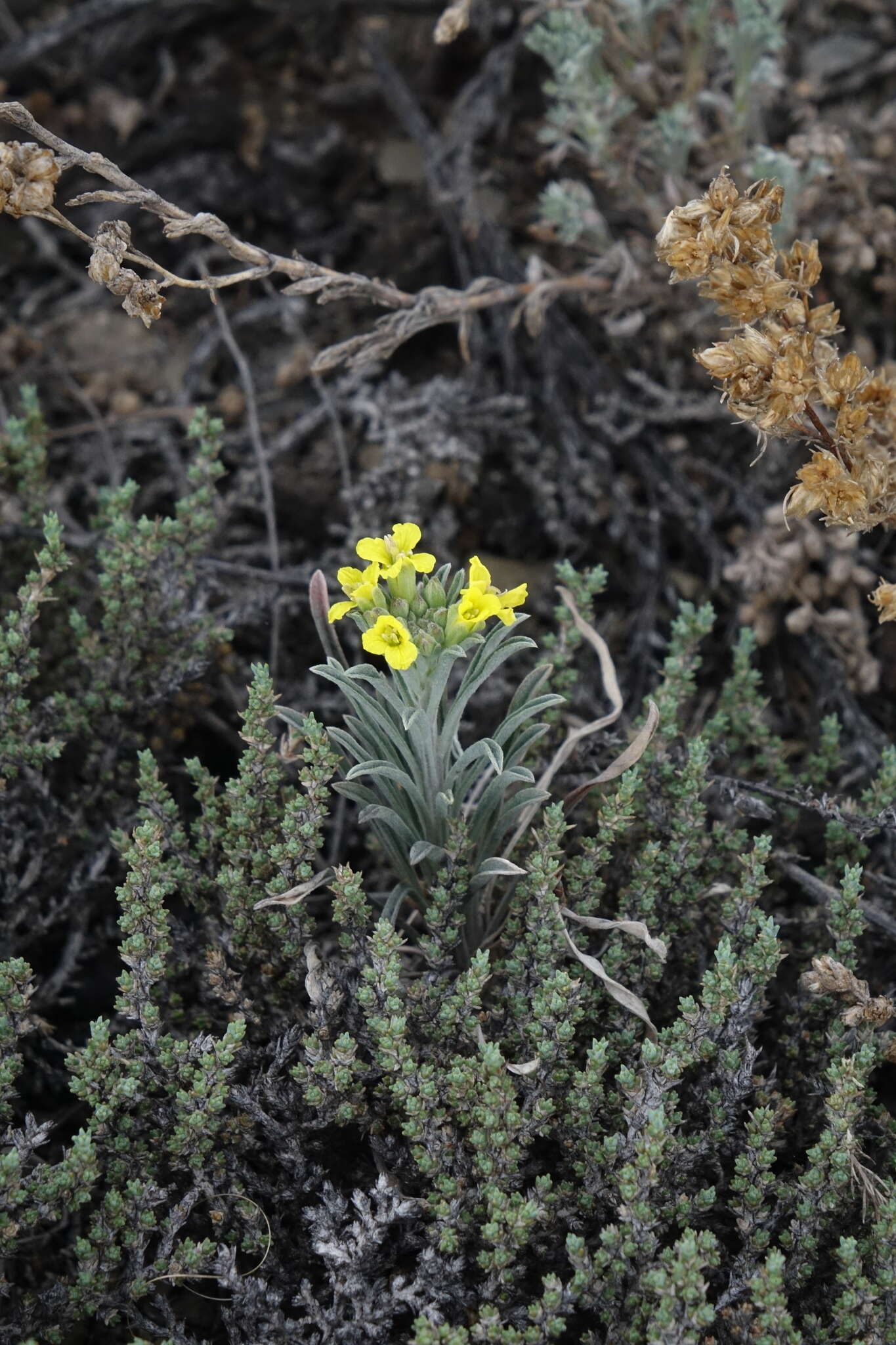 Image of Erysimum flavum subsp. altaicum (C. A. Mey.) Polozhij