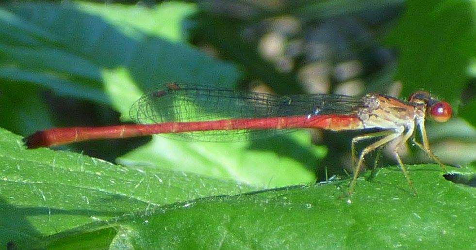 Image of Duckweed Firetail