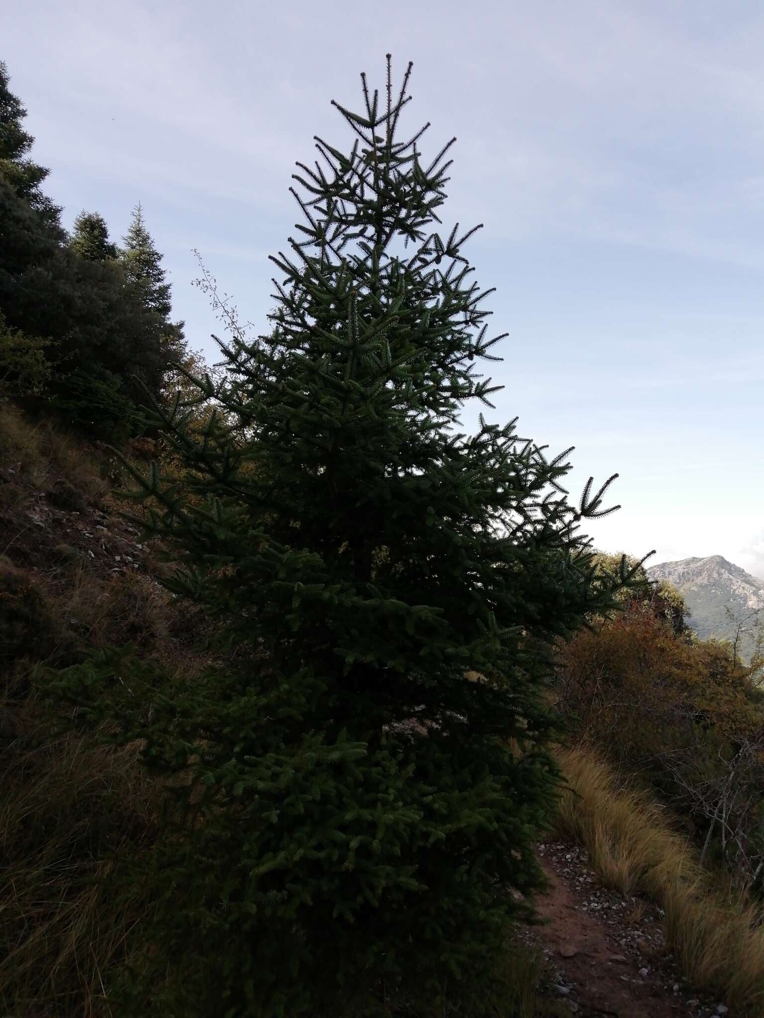 Image of Spanish Fir