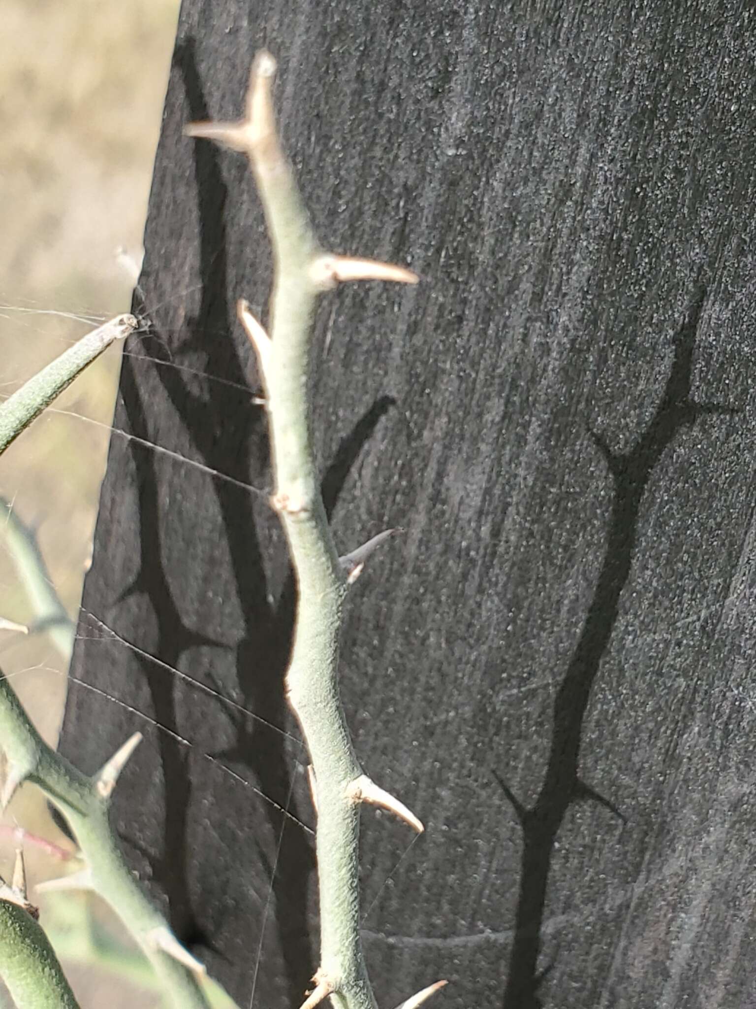 Image of Texas paloverde