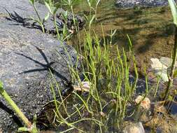 Image of Gulf River Harperella