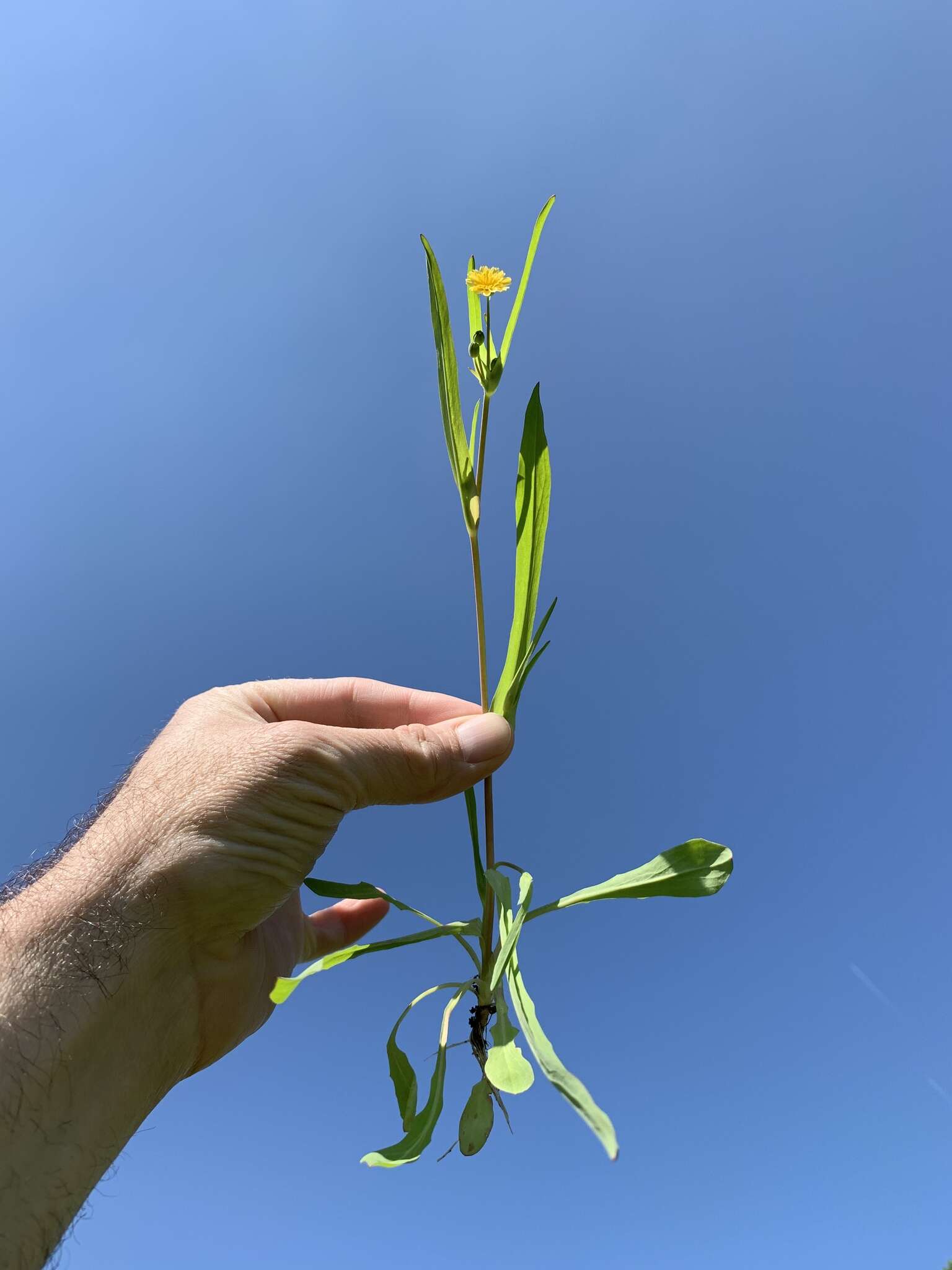 Image of Dwarf Dandelion