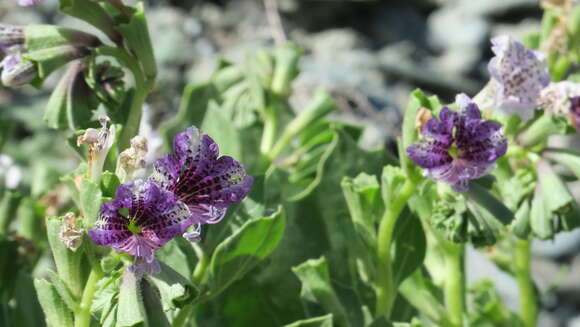 Image of henbane