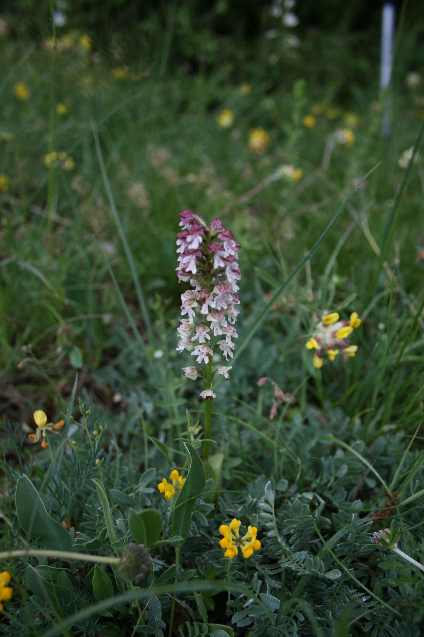 Image of Burnt orchid