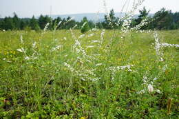 Image of Astragalus melilotoides Pall.