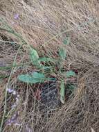 Imagem de Limonium brevipetiolatum R. Artelari & M. Erben