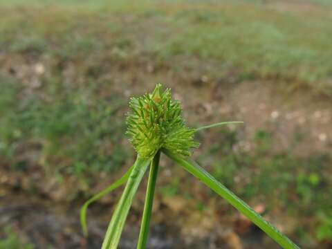 صورة Cyperus metzii (Hochst. ex Steud.) Mattf. & Kük.