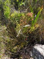 Image of Erica diosmifolia Salisb.