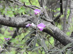 Image of Collaea argentina Griseb.