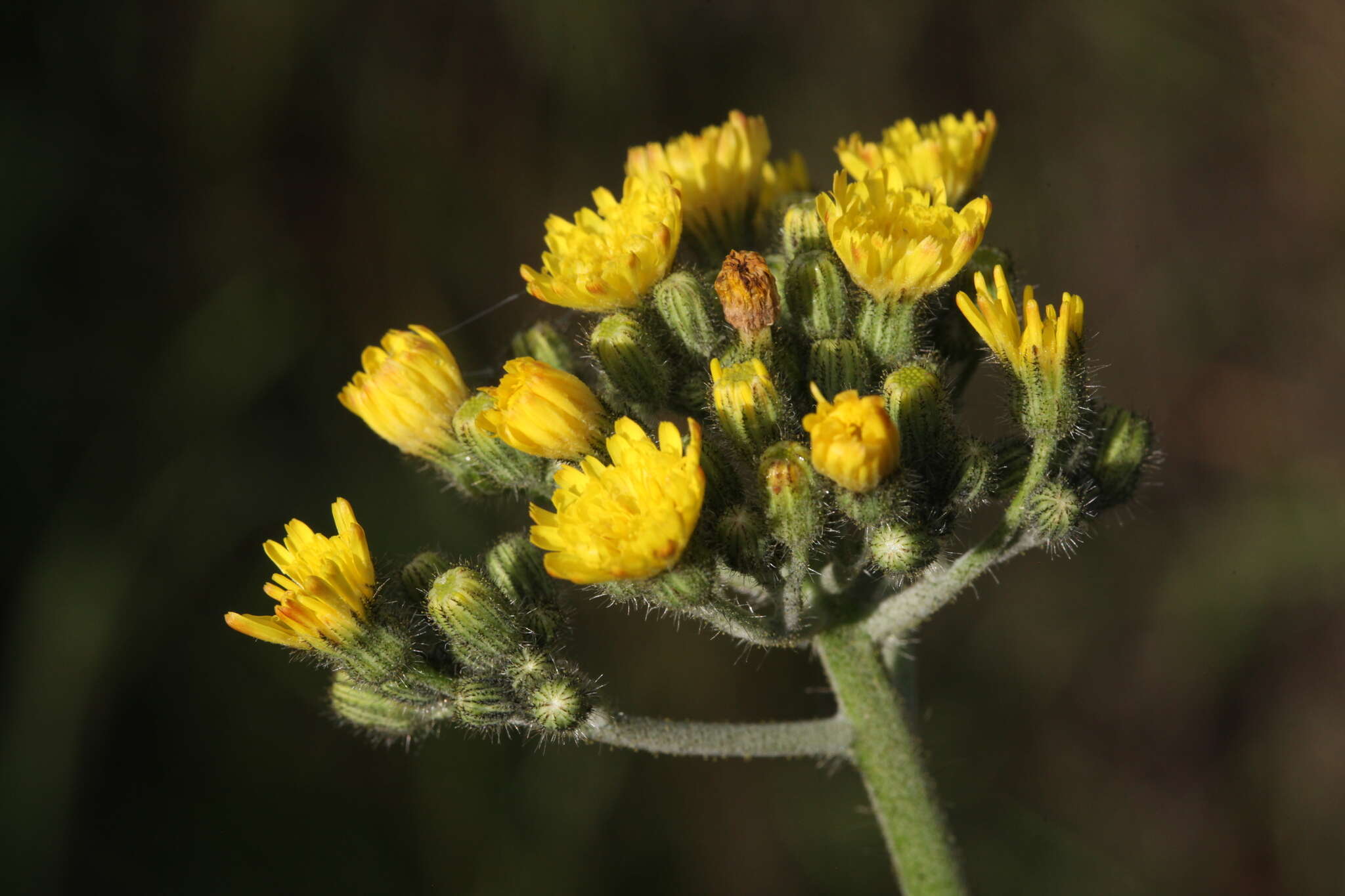 Imagem de Pilosella dubia (L.) F. W. Schultz & Sch. Bip.