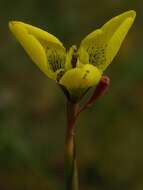 Image of Moraea bellendenii (Sweet) N. E. Br.