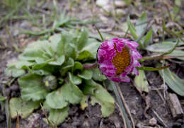 Image of Bellis sylvestris Cyr.