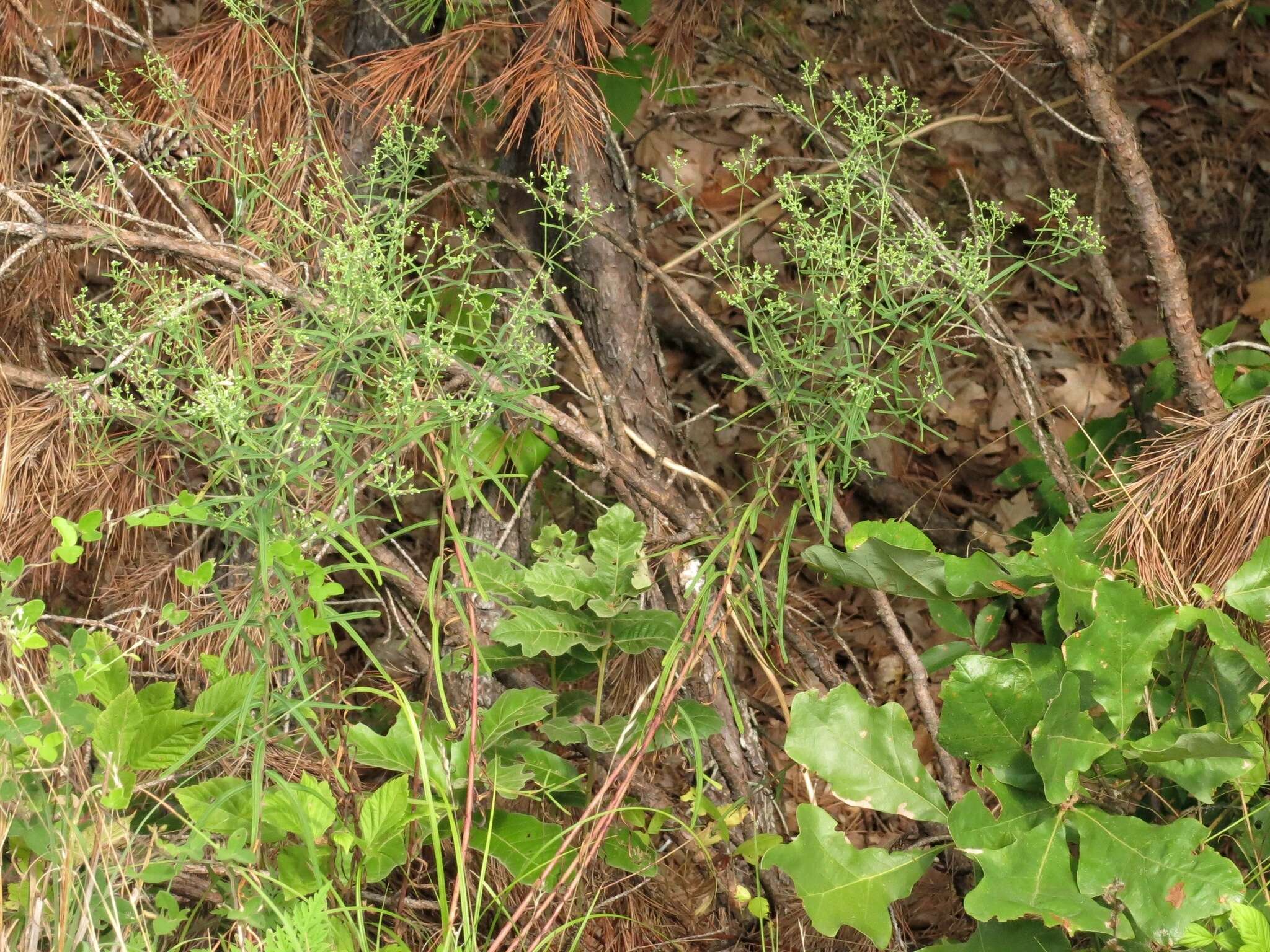 Image of summer spurge